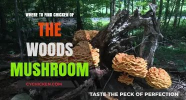 Discovering Chicken of the Woods: Top Spots to Hunt This Tasty Mushroom