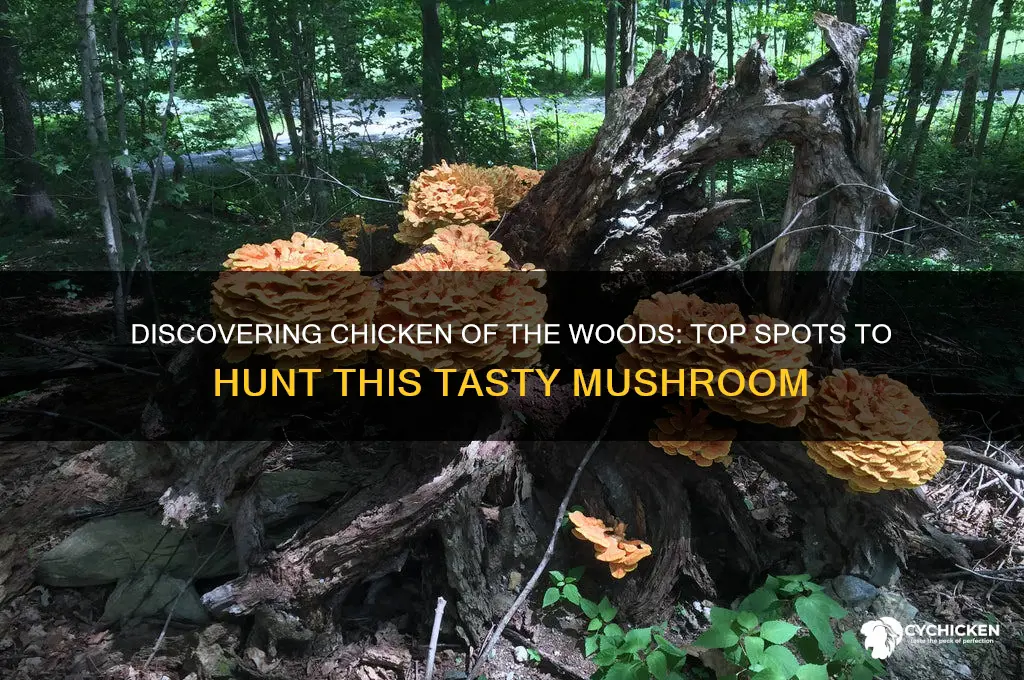 where to find chicken of the woods mushroom