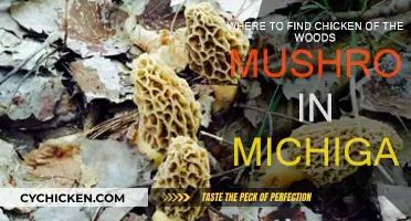 Finding Chicken of the Woods in Michigan's Forests
