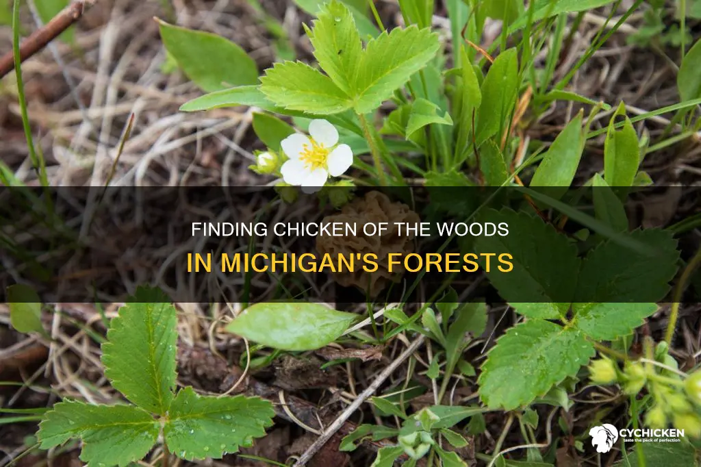 where to find chicken of the woods mushrooms in michigan