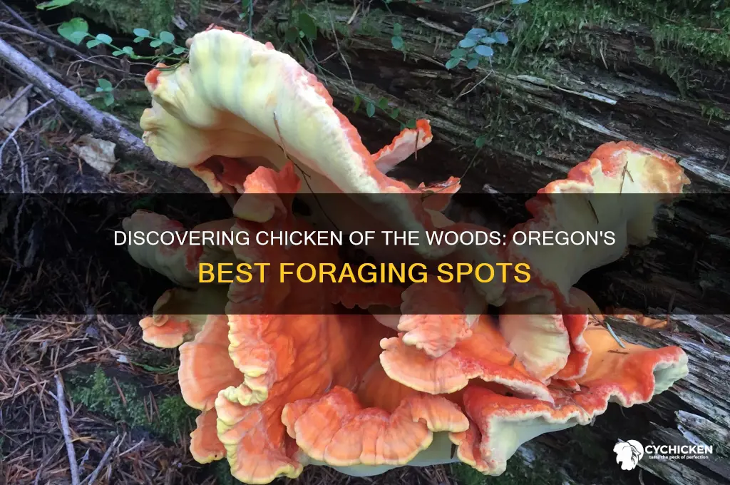 where to find chicken of the woods oregon
