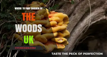 Discovering Chicken of the Woods: Top UK Foraging Spots