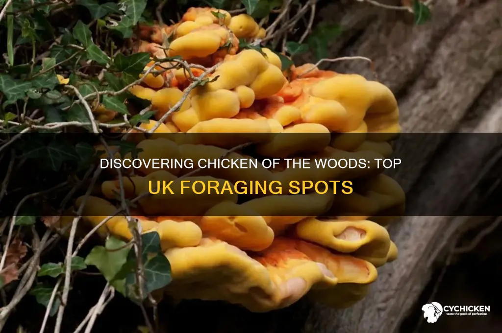 where to find chicken of the woods uk