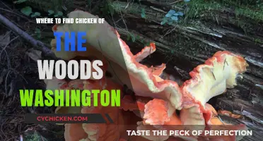 Discover Chicken of the Woods in Washington: Top Foraging Spots