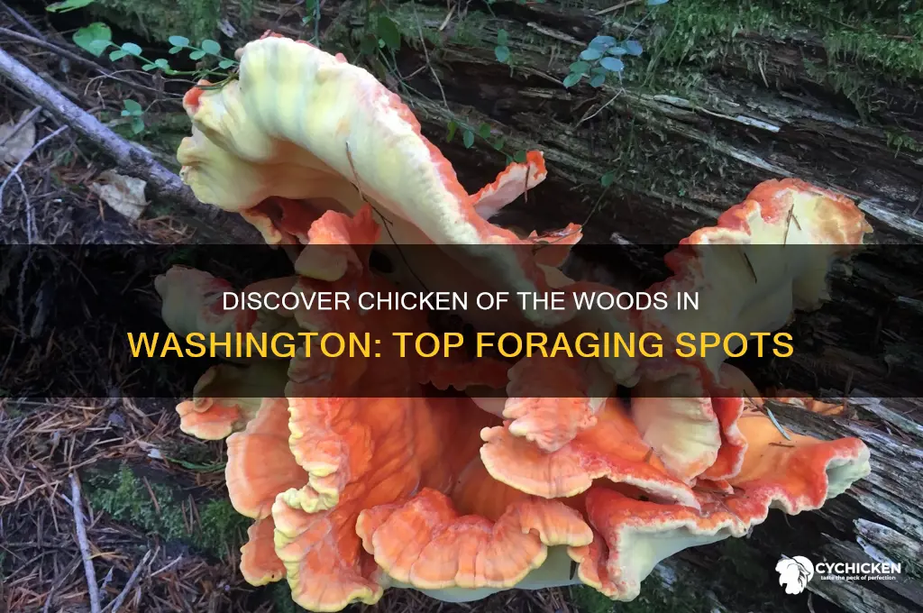 where to find chicken of the woods washington