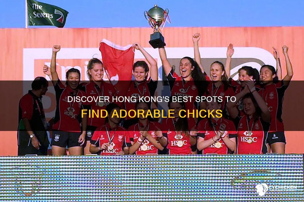 where to find chicks in hong kong