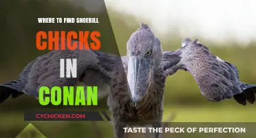 Discover Shoebill Chicks in Conan: Top Locations and Tips