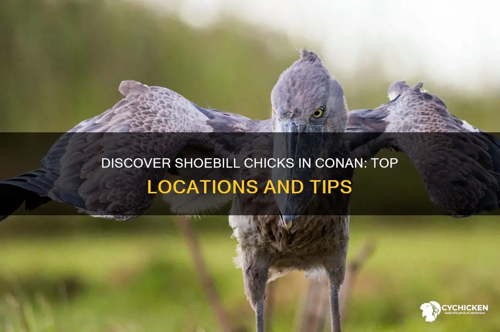 where to find shoebill chicks in conan
