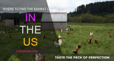 Easy Pickings: Where to Find US Chicks