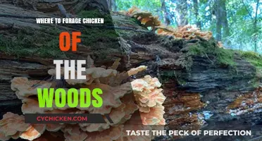 Foraging Chicken of the Woods: Top Spots and Tips for Success