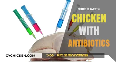 Safe Antibiotic Injection Sites for Chickens: A Comprehensive Guide