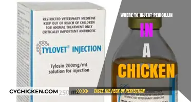 Safe Penicillin Injection Sites for Chickens: A Step-by-Step Guide