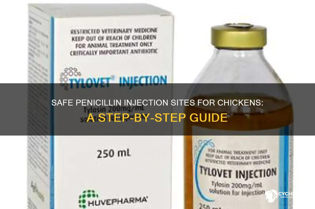 where to inject penicillin in a chicken