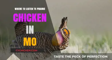 Discover Missouri's Prairie Chicken Listening Hotspots: A Guide for Enthusiasts