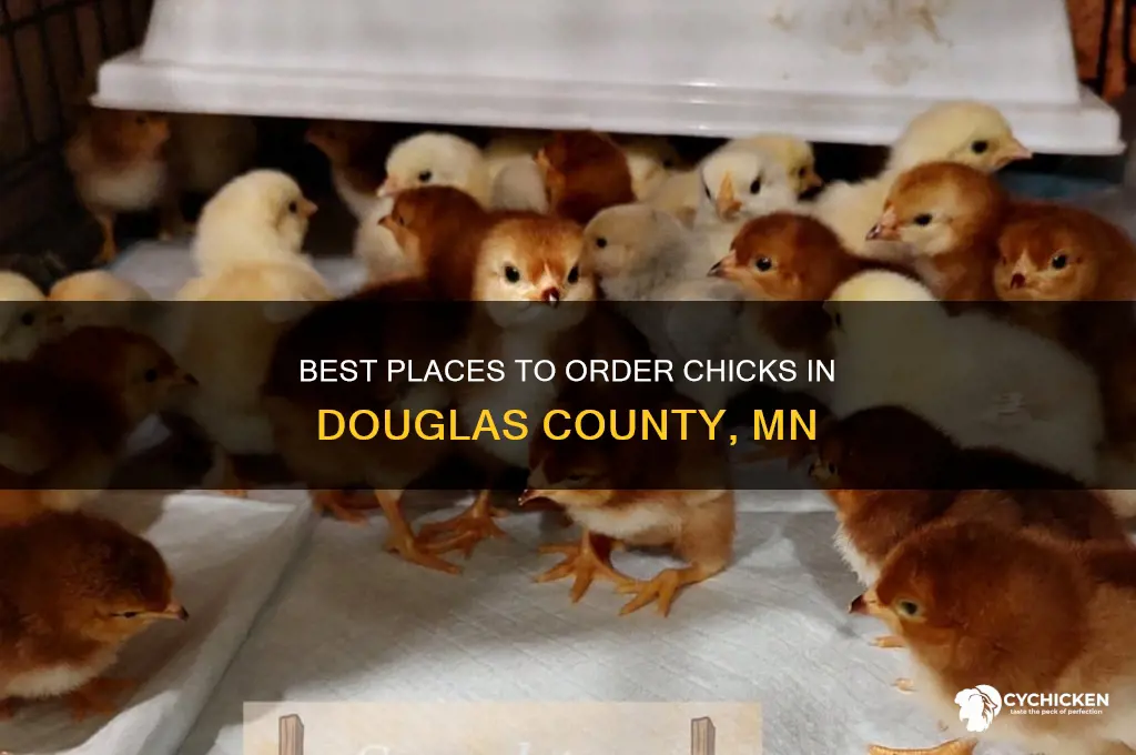 where to order chicks in douglas county mn