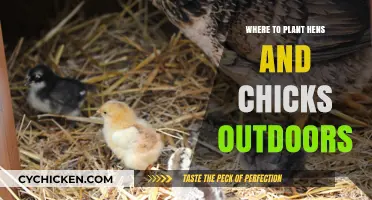 Ideal Outdoor Spots for Planting Hens and Chicks Succulents