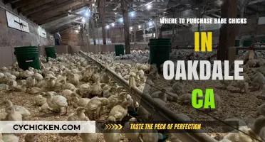 Where to Buy Baby Chicks in Oakdale, CA: Top Local Sources