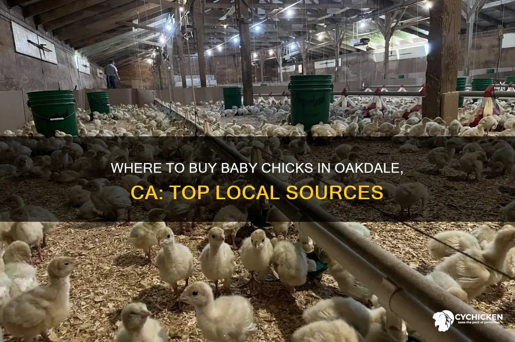 where to purchase babe chicks in oakdale ca