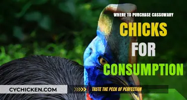 Buying Cassowary Chicks for Consumption: Ethical and Legal Considerations