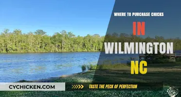 Where to Buy Chicks in Wilmington, NC: Top Local Sources