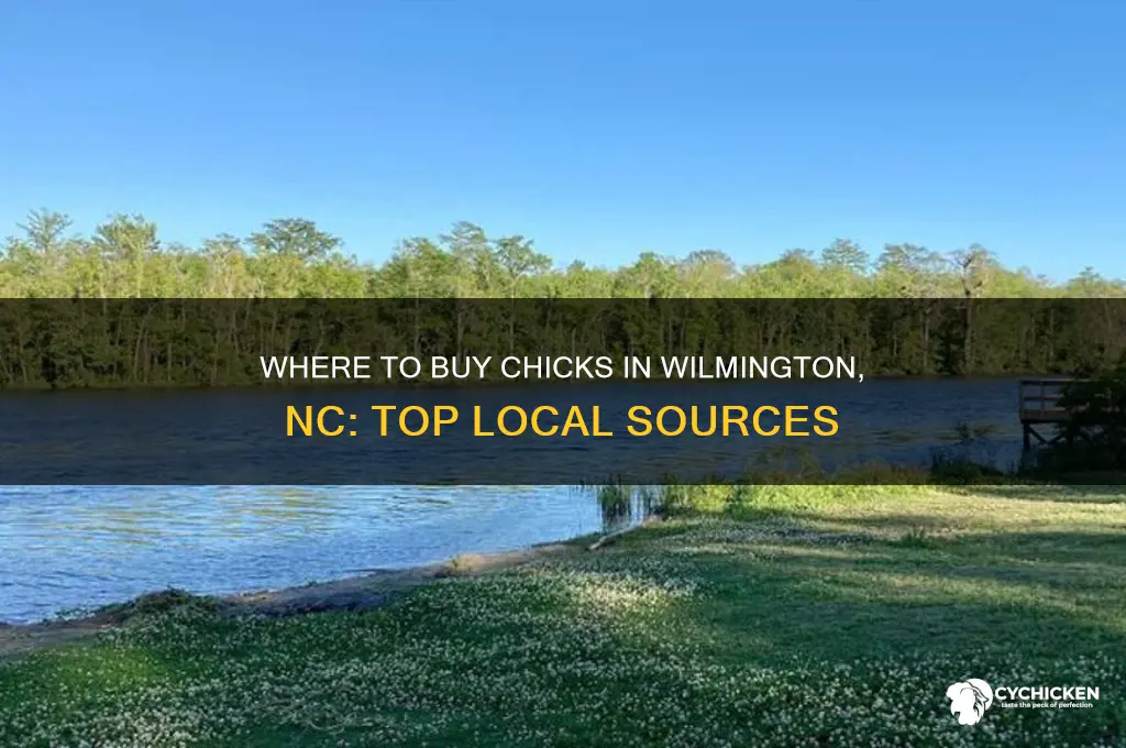 where to purchase chicks in wilmington nc
