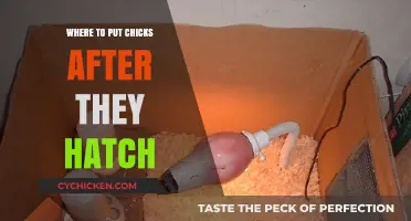 Caring for Newborn Chicks: Ideal Brooder Setup Post-Hatching
