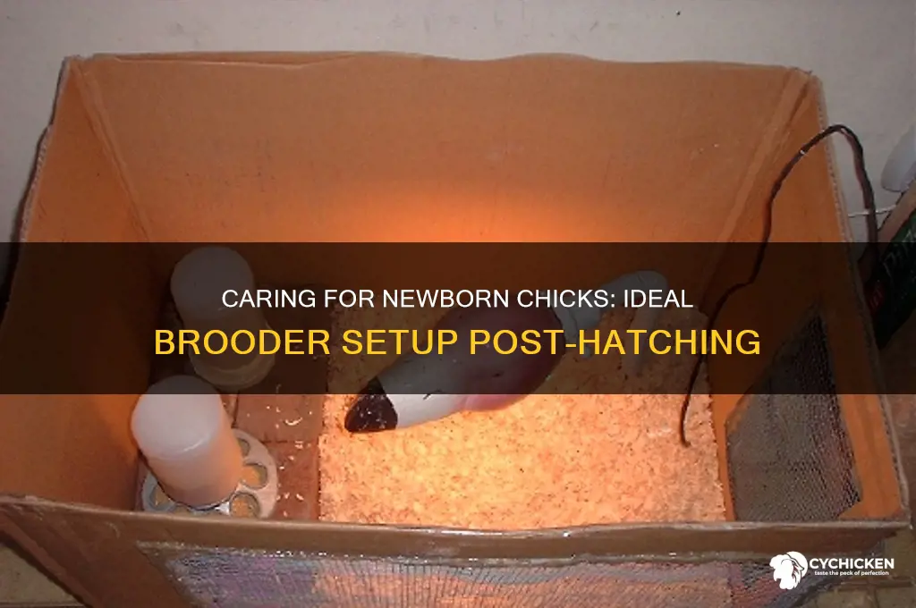 where to put chicks after they hatch