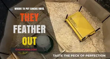 Safe Chick Housing: Temporary Solutions Until Feathers Fully Develop