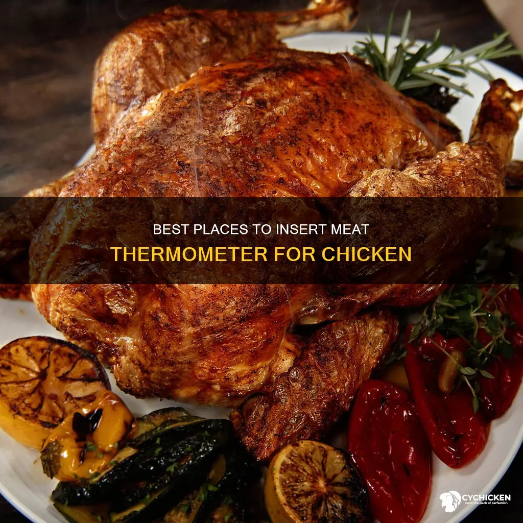 where to put meat thermometer when baking a full chicken