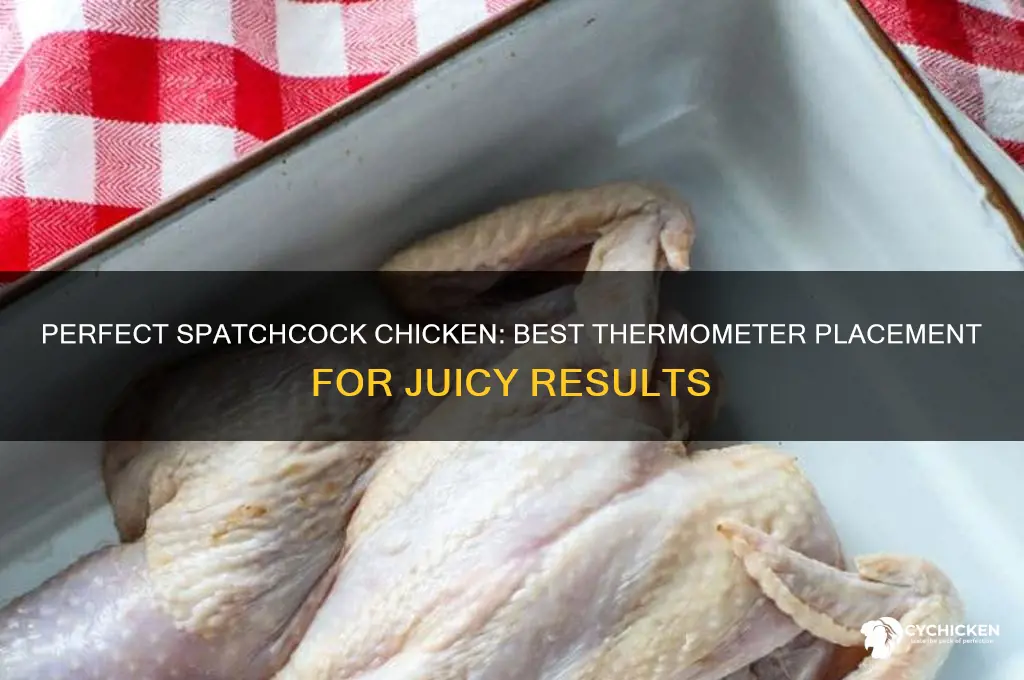 where to put thermometer in spatchcock chicken