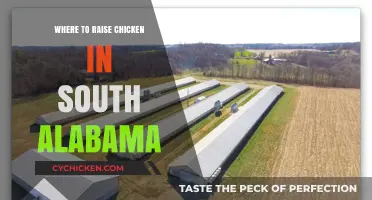 Best Spots for Raising Chickens in South Alabama: A Guide