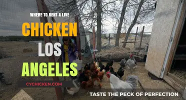 Rent Live Chickens in Los Angeles: Unique Event Ideas & Tips