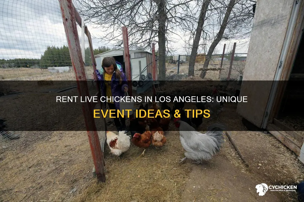 where to rent a live chicken los angeles