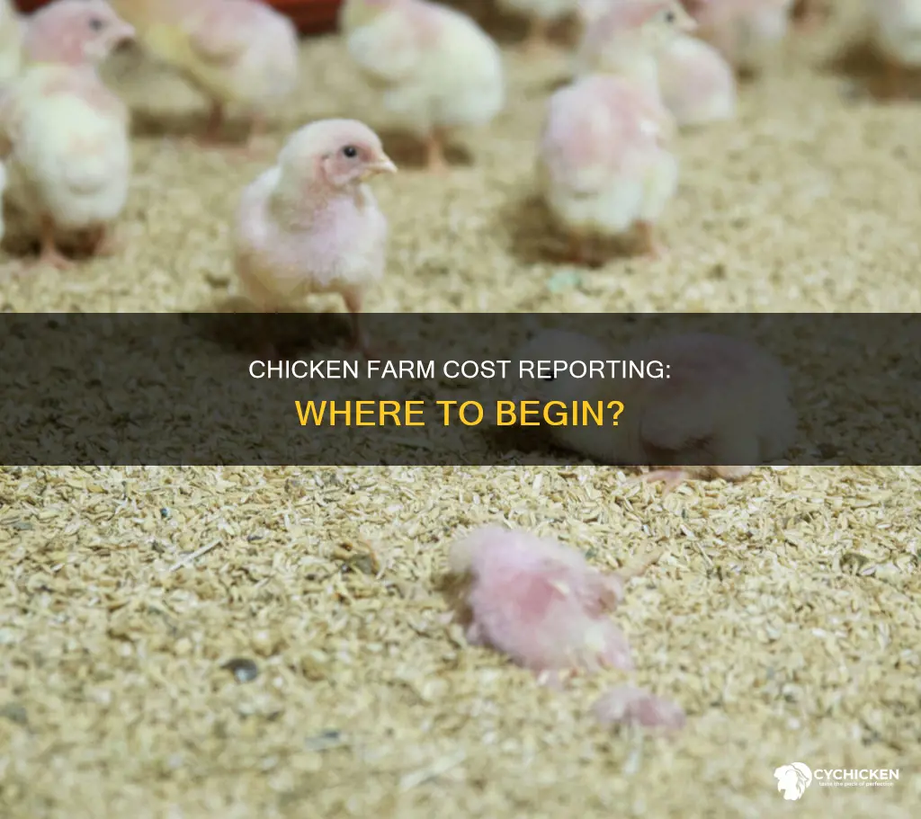 where to report cost of dead on chicken farm return