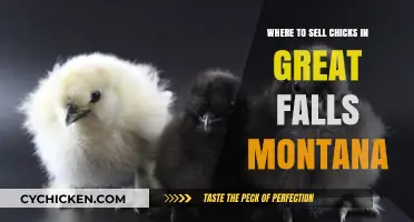 Top Spots to Sell Chicks in Great Falls, Montana