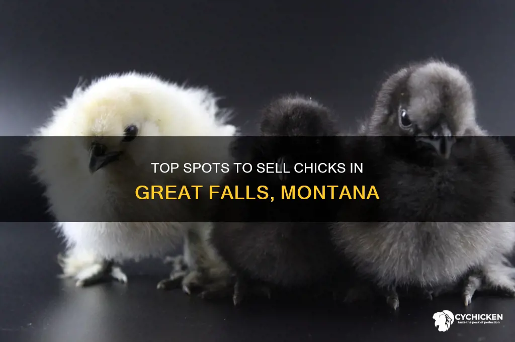 where to sell chicks in great falls montana