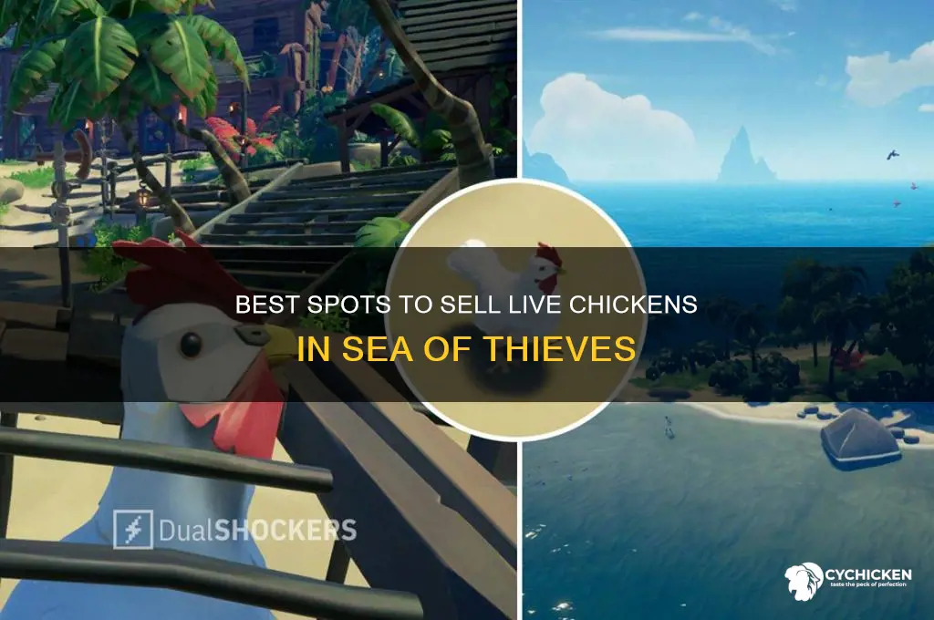 where to sell live chicken sea of thieves