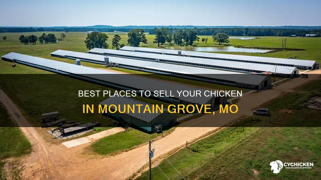 where to sell my chicken in mountain grove mo