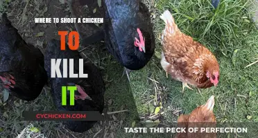 Effective and Humane Ways to Euthanize a Chicken: A Guide