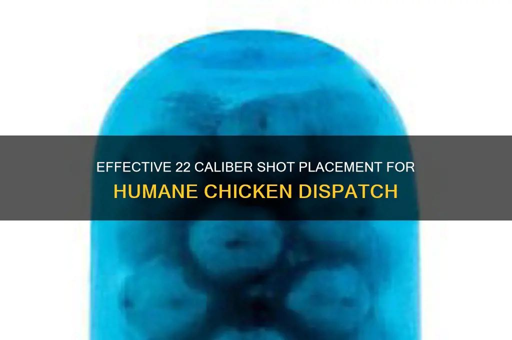 where to shoot a chicken with a 22