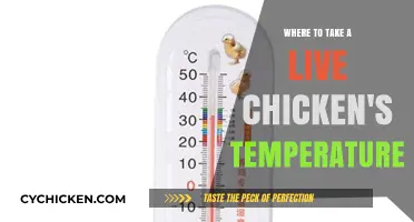 Taking a Live Chicken's Temperature: Best Practices and Locations