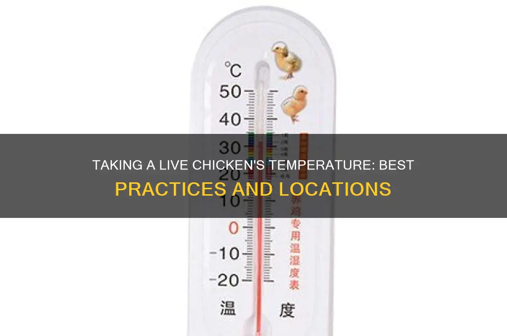 where to take a live chicken