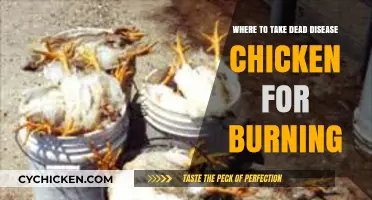 Safe Disposal: Where to Burn Dead Diseased Chickens Responsibly