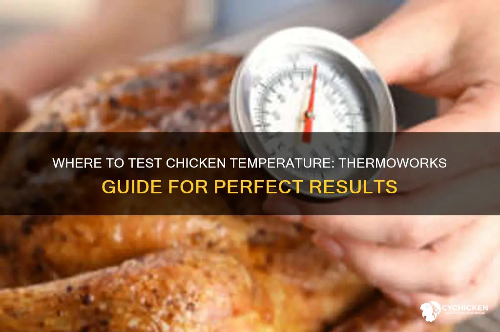 where to test temp of chicken thermo works