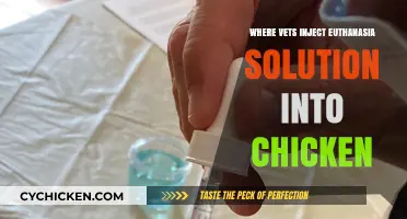 Euthanasia in Poultry: Understanding Injection Sites for Humane Chicken Care