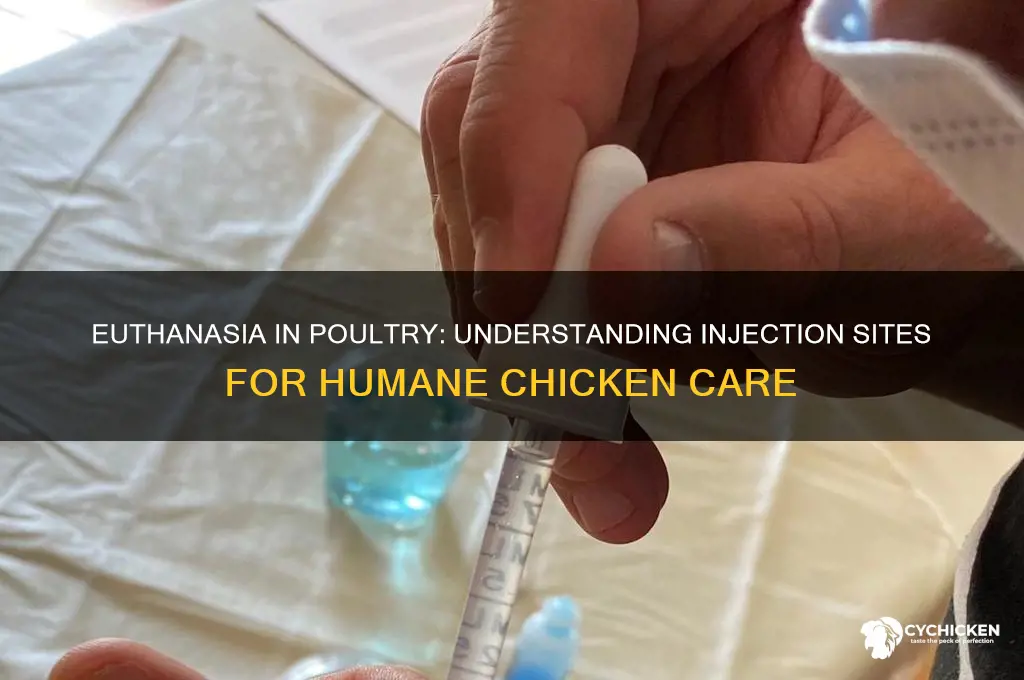 where vets inject euthanasia solution into chicken