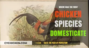 Unveiling the Origins: Where the First Chicken Species Was Domesticated