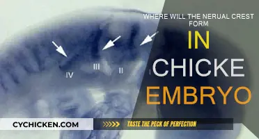 Neural Crest Origins in Chicken Embryos