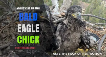 Big Bear Bald Eagle Chick Missing: What Happened to the Eaglet?