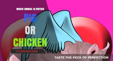 Pigs vs. Chickens: Uncovering Which Farm Animal is Dirtier